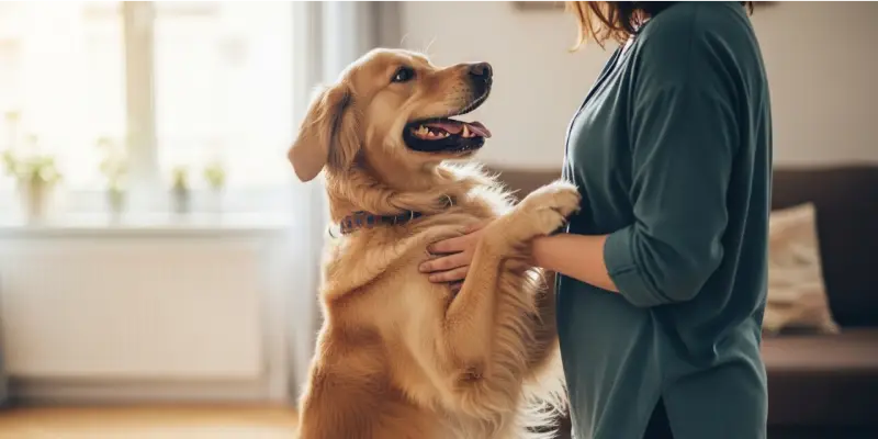 Jumping on People in dogs — common behavior issue addressed by Woof Dogs trainers in South Florida