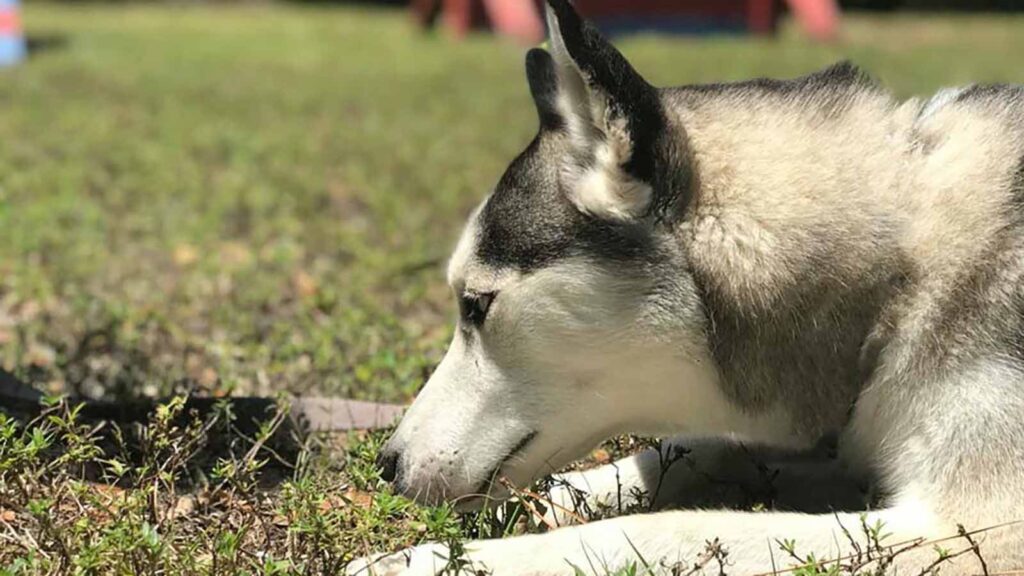 Dog sitting at the grass representing Board and train services