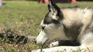 Dog sitting at the grass representing Board and train services