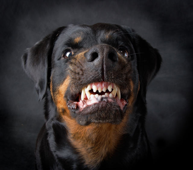 Aggressive Dog Behavior Training
